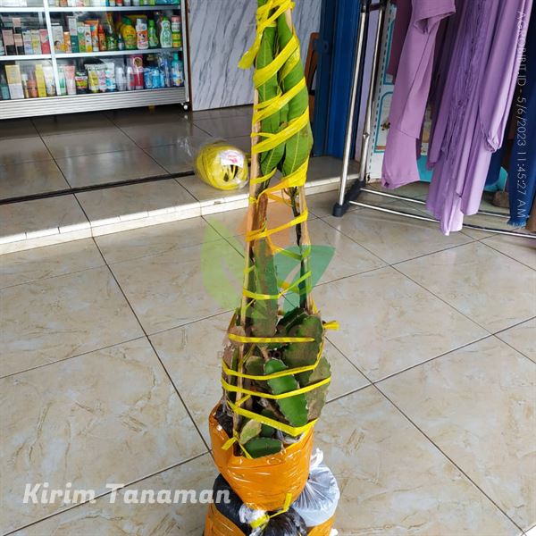 Bibit Mangga Miyazaki sudah Tanam di Medan