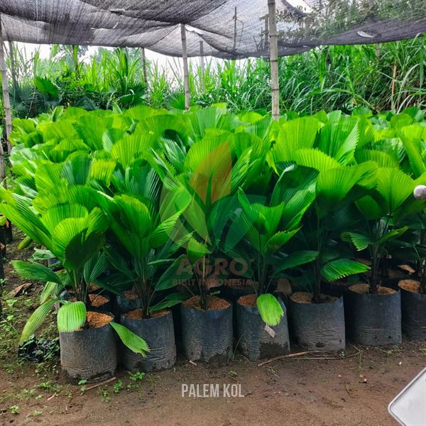 Palem Kol atau Kipas