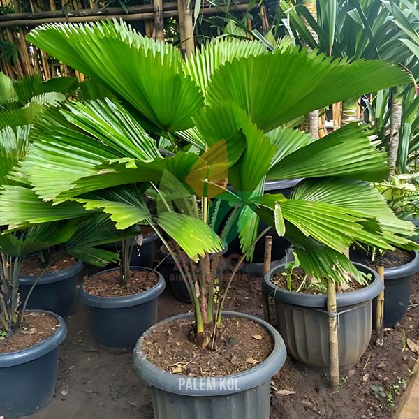Palem Kol atau Kipas