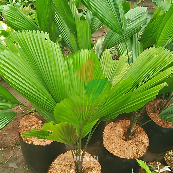 Palem Kol atau Kipas