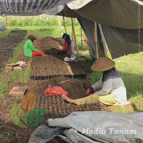 Ganti Media Tanam Alpukat untuk Pembesaran