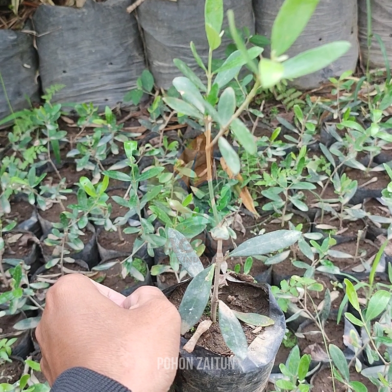 Tanaman Pohon Zaitun Kecil