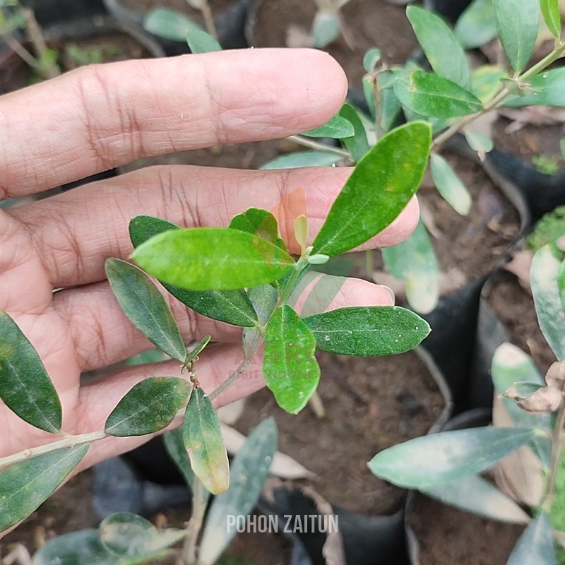 Tanaman Pohon Zaitun Kecil