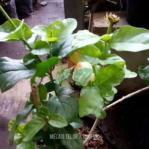 Bunga Melati Putih Telor