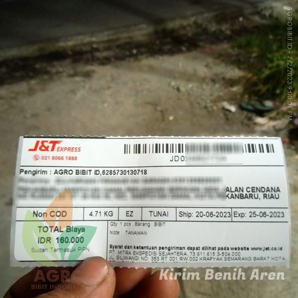 Kirim 500 Benih Aren Unggul ke-Pekanbaru, Riau