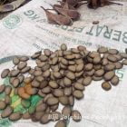Biji Solobium Parahyba harga terbaik