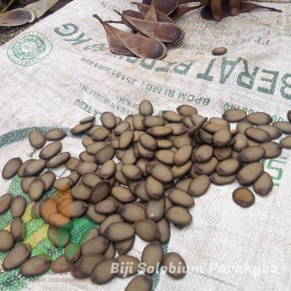 Harga Biji Solobium Parahyba Terbaru Siap Semai