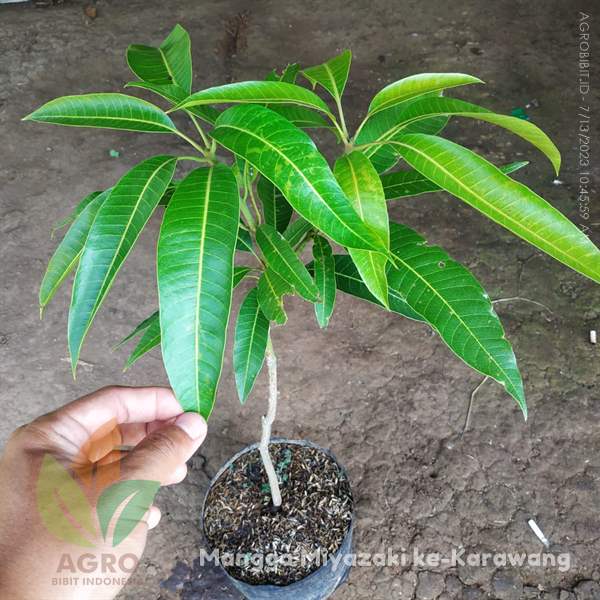 Tanaman Mangga Miyazaki di Karawang Jawa Barat