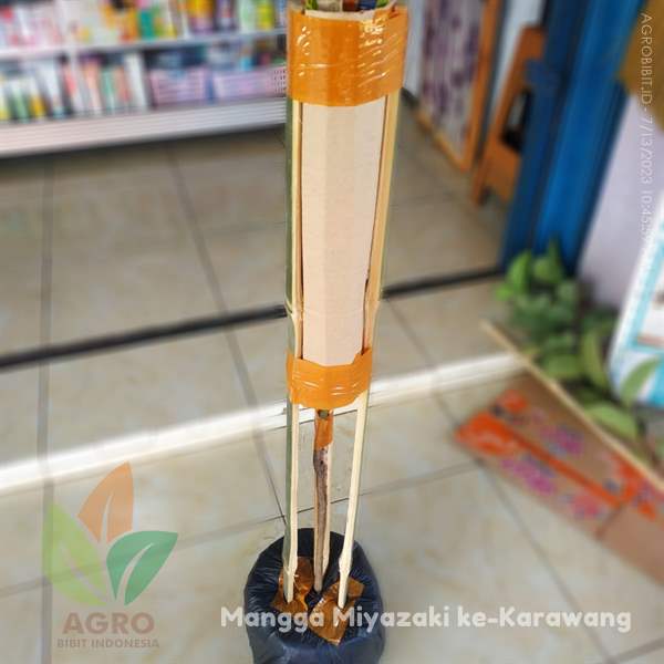 Bibit Mangga Miyazaki di Karawang