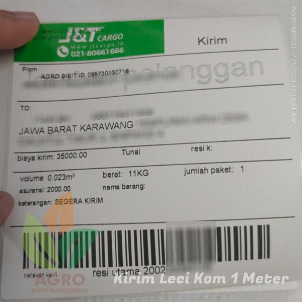 Tanaman Leci Kom 1 Meter di Karawang - Jawa Barat