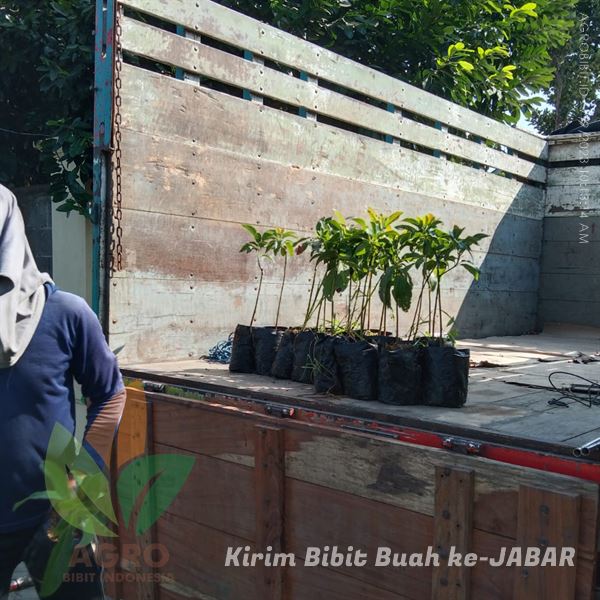 Jual Bibit Buah Depok Terbaru 