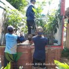 jual bibit buah di depok dan bogor murah