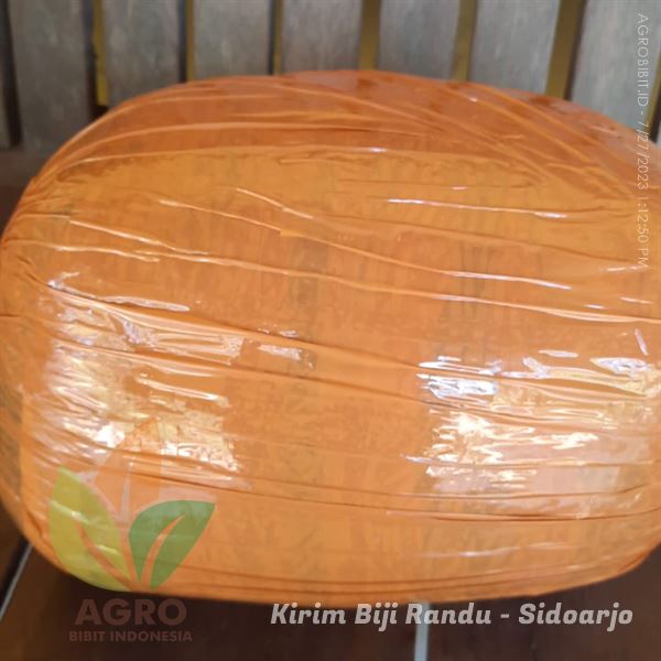 Kirim Biji Randu Berkualitas 5 Kg ke-Sidoarjo