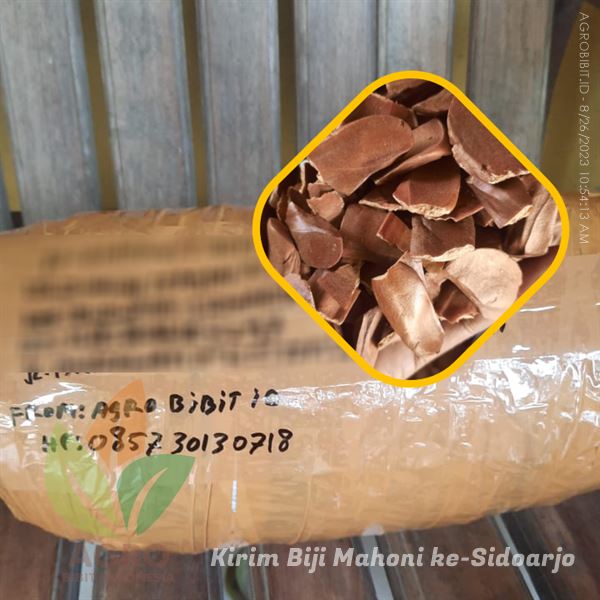 Stok Biji Mahoni Terbaru Menuju Sidoarjo