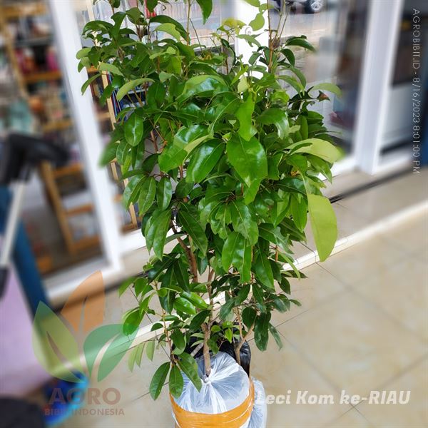 jual bibit leci di riau