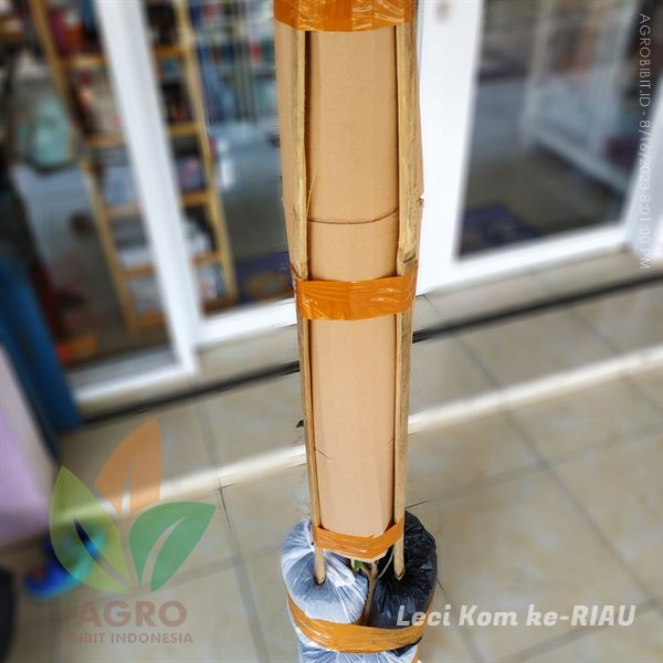 harga bibit leci kom di riau murah