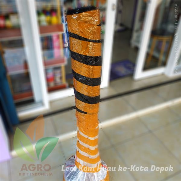 Tanaman Leci Kom Hijau Menuju Kota Depok 2 Pohon