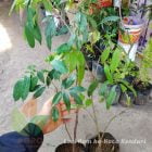 Tanaman Leci Kom Merah Menuju Kota Kendari
