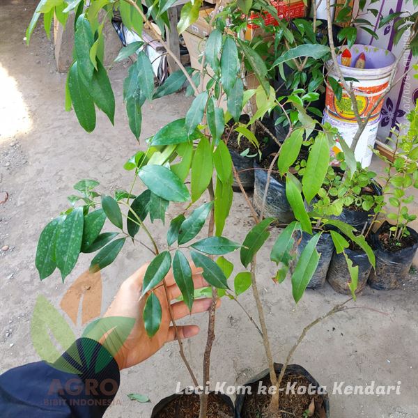 Tanaman Leci Kom Merah Menuju Kota Kendari