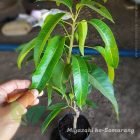 Bibit Mangga Miyazaki ASLI 1 Meter Menuju Semarang
