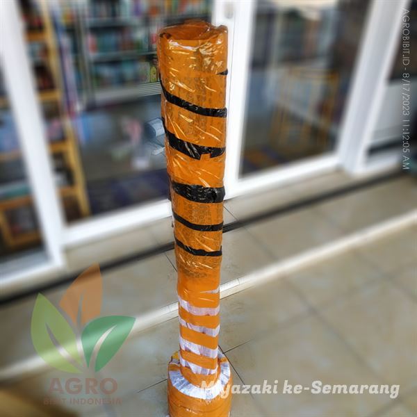 Harga Bibit Mangga Miyazaki ASLI 1 Meter Semarang