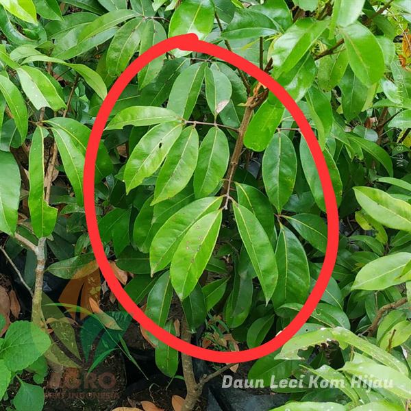 ciri daun tanaman leci kom hijau