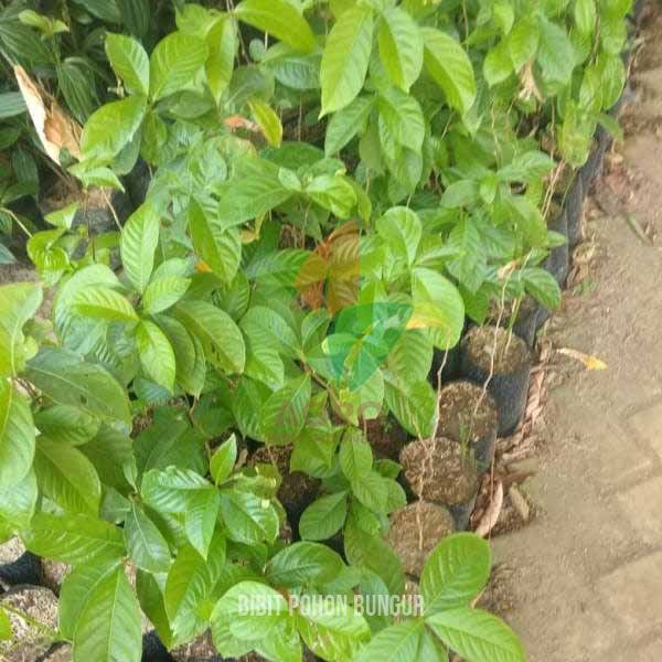 Pohon Bungur Ungu Muda