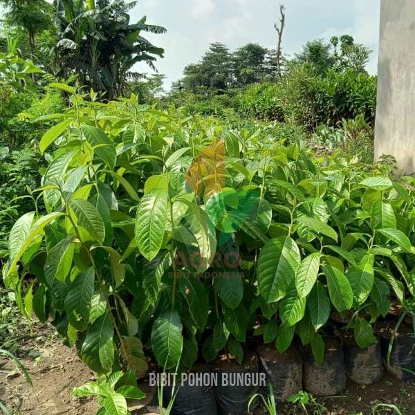 Pohon Bungur Ungu Muda