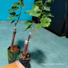 Kirim Anggur Import ke-Sobat Agro di Bogor