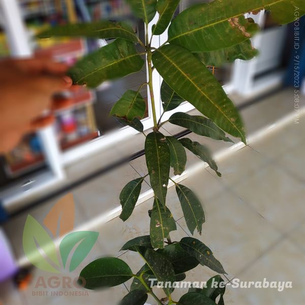 Bibit Mangga Situbondo ke-Surabaya