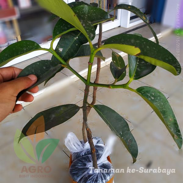 Manggis Sambung dan Mangga Situbondo ke-Surabaya