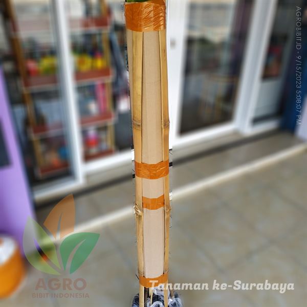 paket Bibit Manggis Sambung dan Mangga Situbondo ke-Surabaya