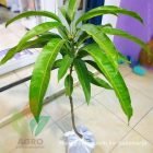 jual bibit Mangga Miyazaki di Sukoharjo