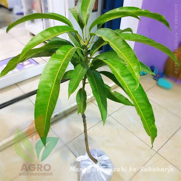 jual bibit Mangga Miyazaki di Sukoharjo