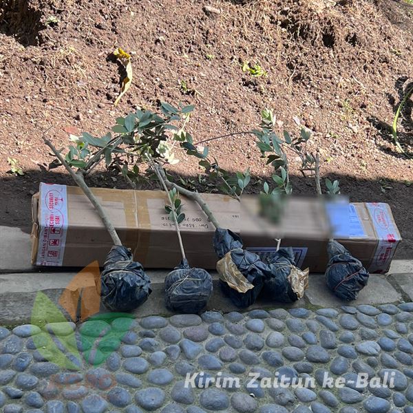 Kirim Tanaman Zaitun 4 Pohon ke-Denpasar Bali