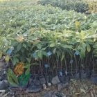 Ready Bibit Alpukat Berlabel Biru / Sertifikat