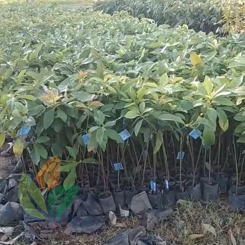 Ready Bibit Alpukat Berlabel Biru / Sertifikat