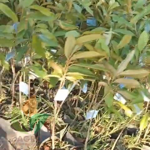 Ready Bibit Durian Berlabel Biru / Sertifikat