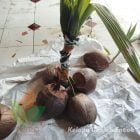 kirim Bibit Kelapa Genjah Entok Terbaik