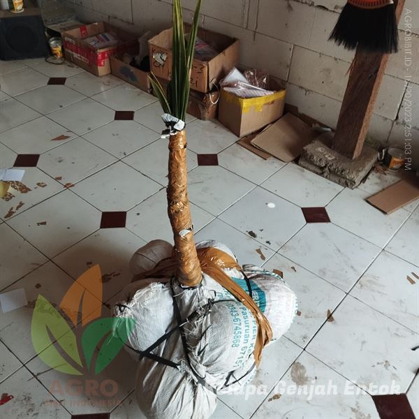 kirim Bibit Kelapa Genjah Entok Terbaik Murah