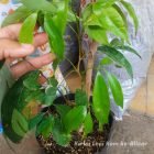 Bibit Tanaman Buah Leci / Lychee Merah