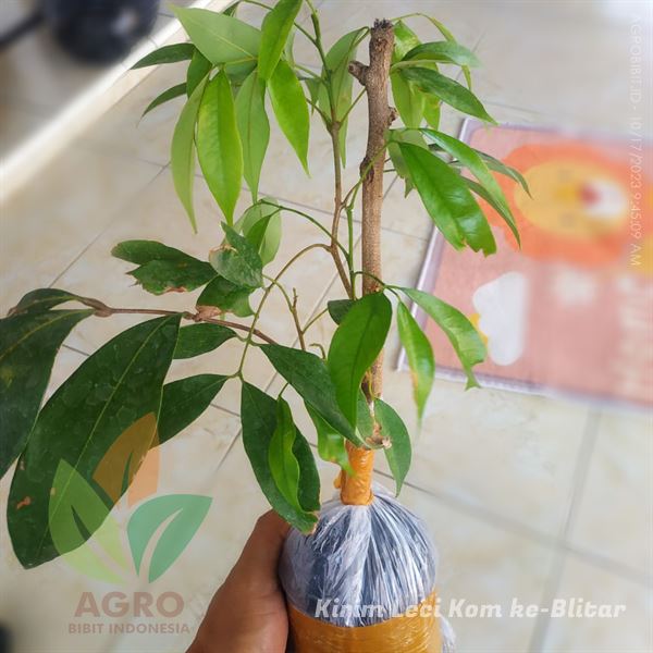 Jual Bibit buah leci - Kab. Blitar