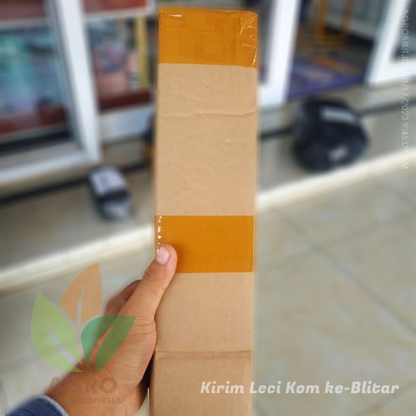 Jual Buah Leci Area Blitar Terbaru