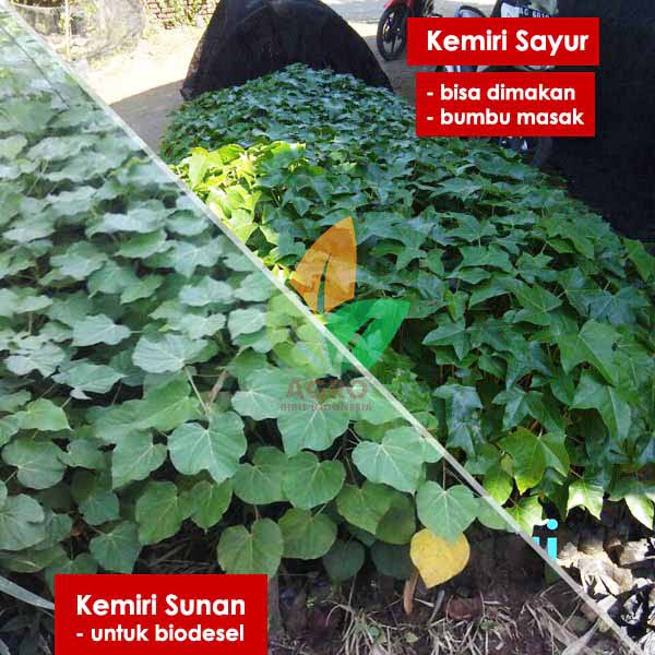 Perbedaan Kemiri Sayur dan Kemiri Sunan