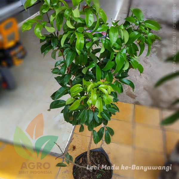 Jual Bibit Leci Kom Hijau Madu Tanam di Banyuwangi