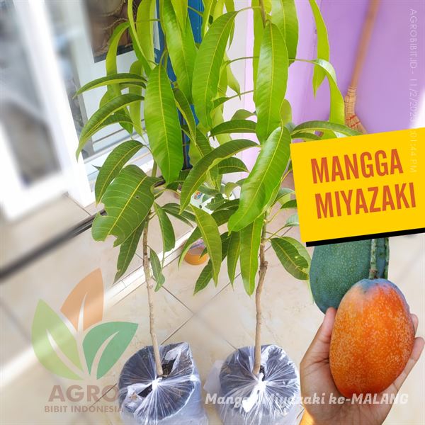 Tanaman Mangga Miyazaki Sobat Agro di Malang