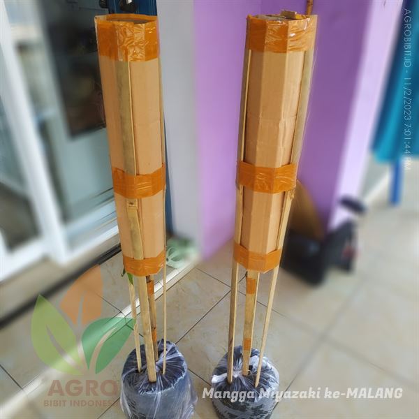 Kirim Mangga Miyazaki Sobat Agro di Malang