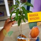 Bibit Mangga Miyazaki ASLI Tanam di Bangkalan Madura
