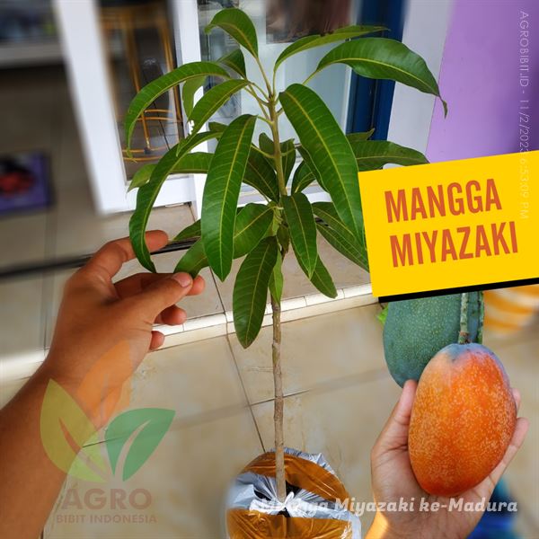 Bibit Mangga Miyazaki ASLI Tanam di Bangkalan Madura