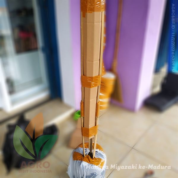 Bibit Mangga Miyazaki ASLI Tanam di Bangkalan Madura